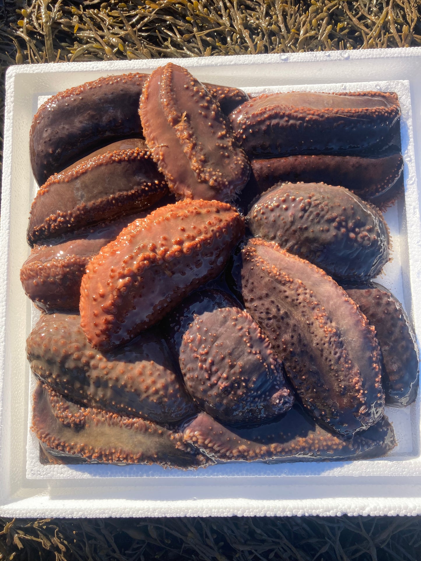 Fresh Live Sea Cucumbers Produced by Gulf of Maine, Inc. Fresh