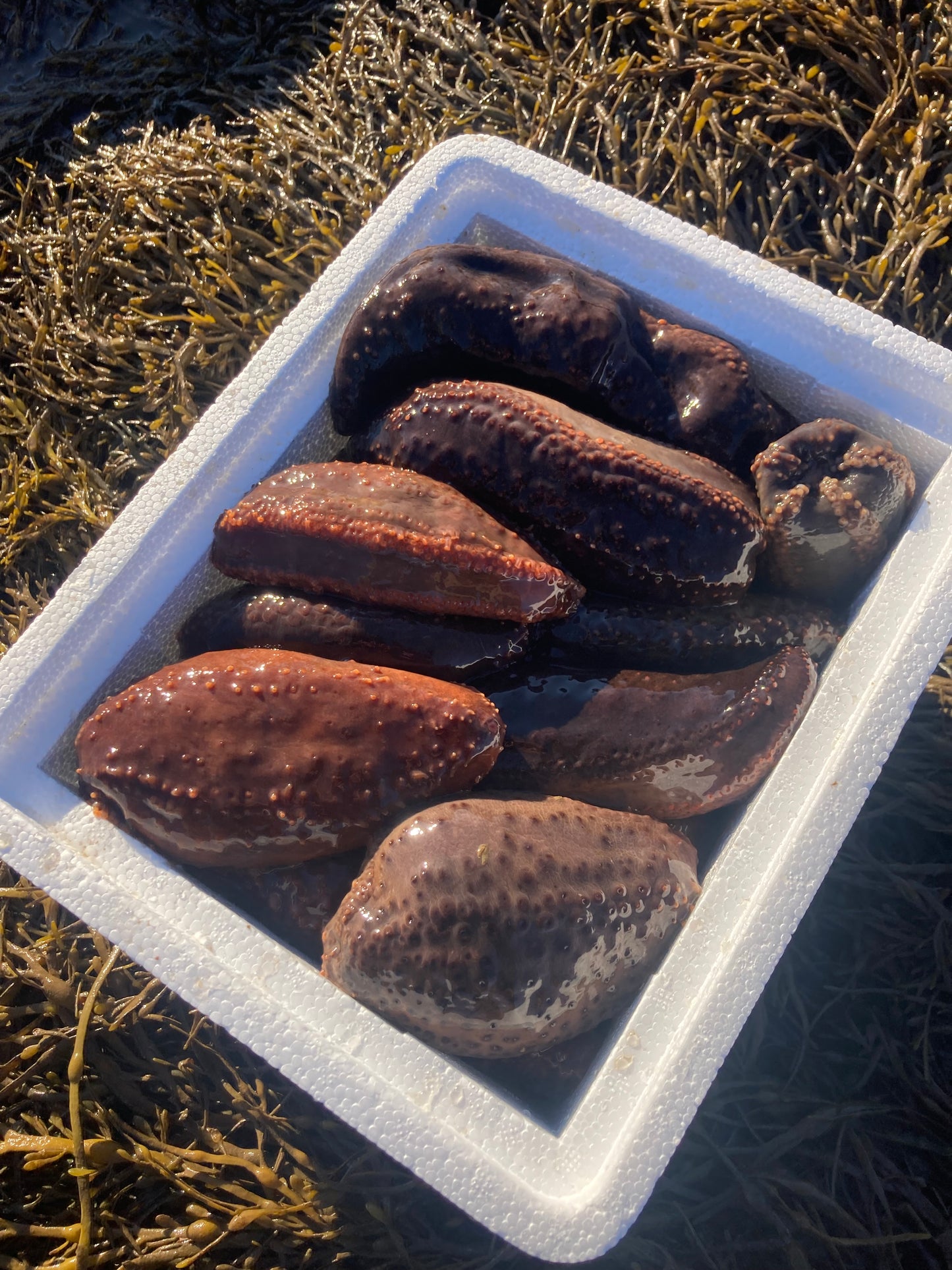 Fresh Live Sea Cucumbers Produced by Gulf of Maine, Inc. Fresh