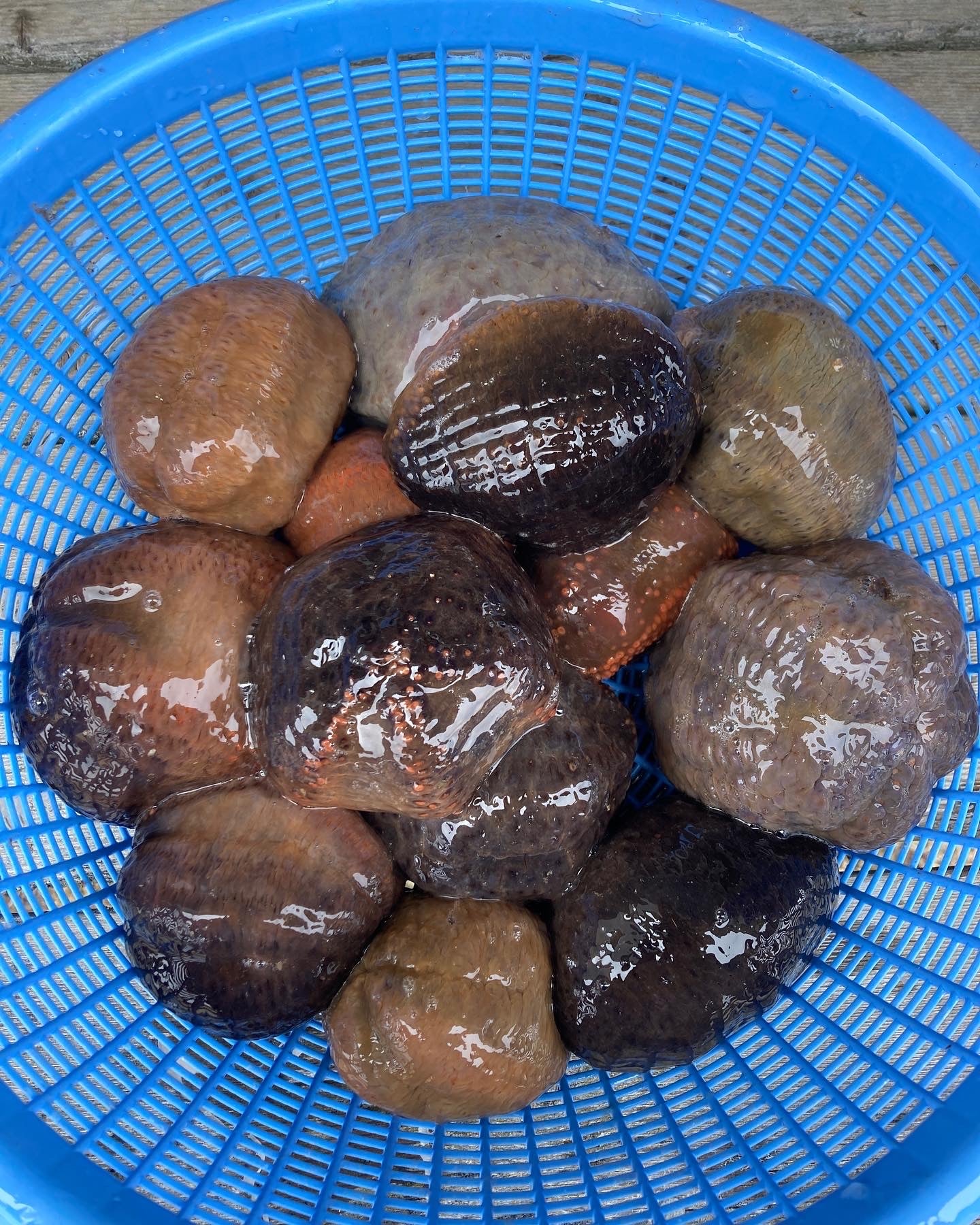 Fresh Live Sea Cucumbers Produced by Gulf of Maine, Inc. Fresh
